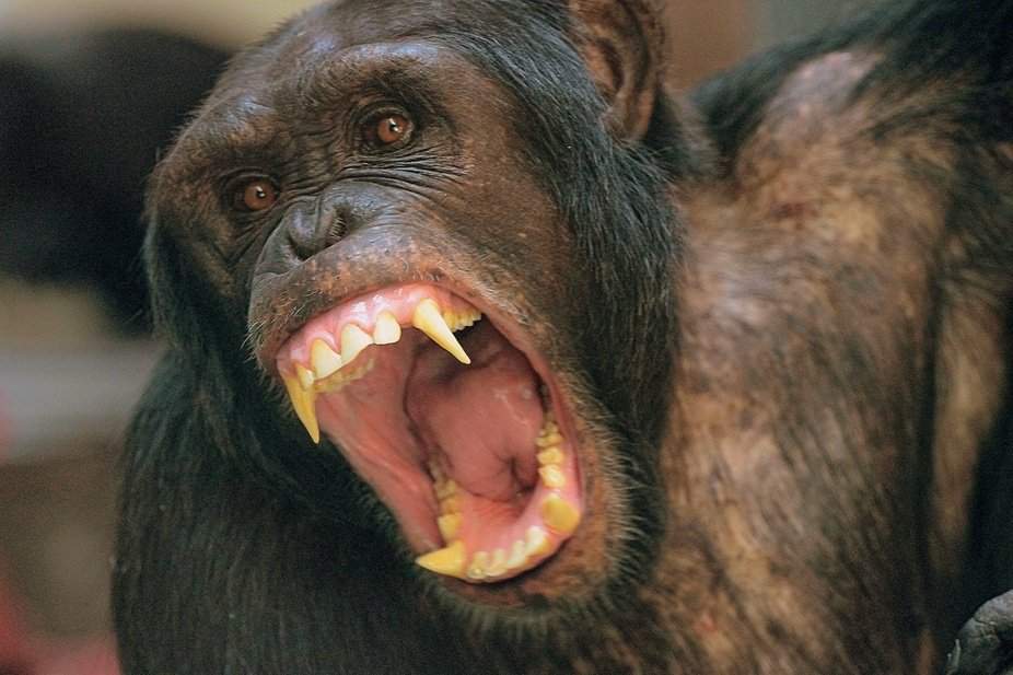 MMA Fighter vs Chimpanzee Battle Arena Amino Amino
