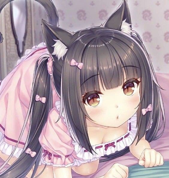 Fotos de perfil Chocola - Nekopara | Mundo Roll Neko Amino