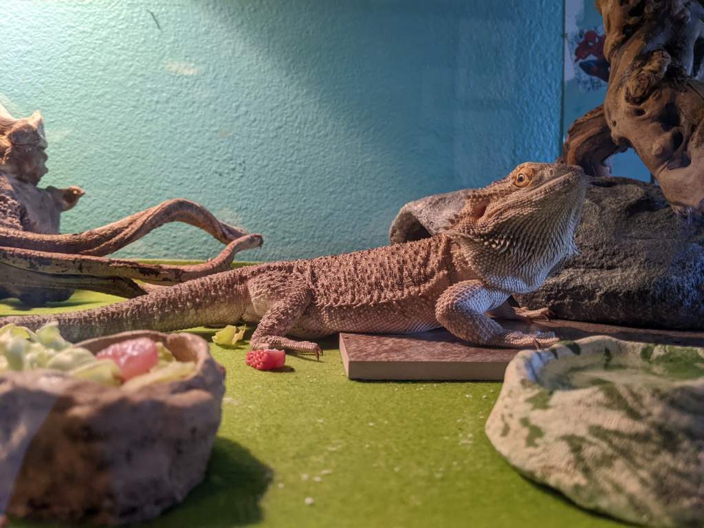 How often should I be feeding Dubia Roaches | Pro Bearded Dragon Care Amino - How To Keep Dubia Roaches For Bearded Dragons