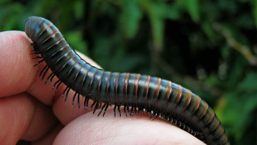 The importance of millipedes | Science Amino