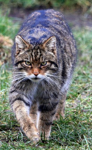 Какие бывают дикие коты в природе фото