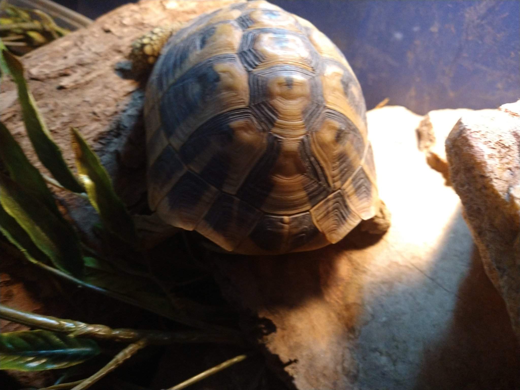 Tortoise morph question | Reptiles Amino