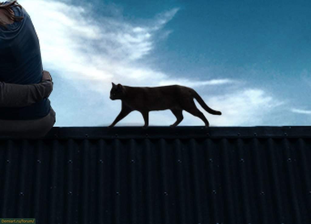 Гуляющая кошка песня. Кошка. Кошки на крыше. Черный кот на крыше. Кот гуляет по крыше.