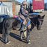 amino-|•|Wynne The Welsh Cob Gelding|•|-bba48f4b