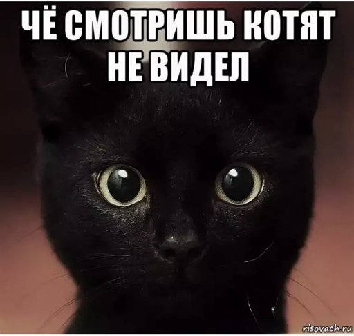Посмотрите что тут есть. Мемы с котиками. Че ты зыришь. Мемы с черными котиками. Мемы с котятами.