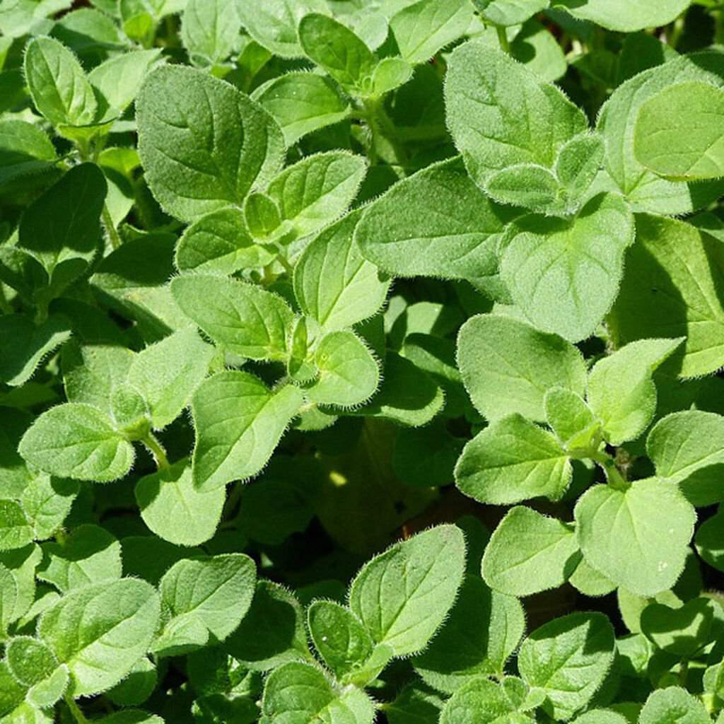 Oregano - Origanum vulgare | Wiki | Abundant Witches And Pagans Amino