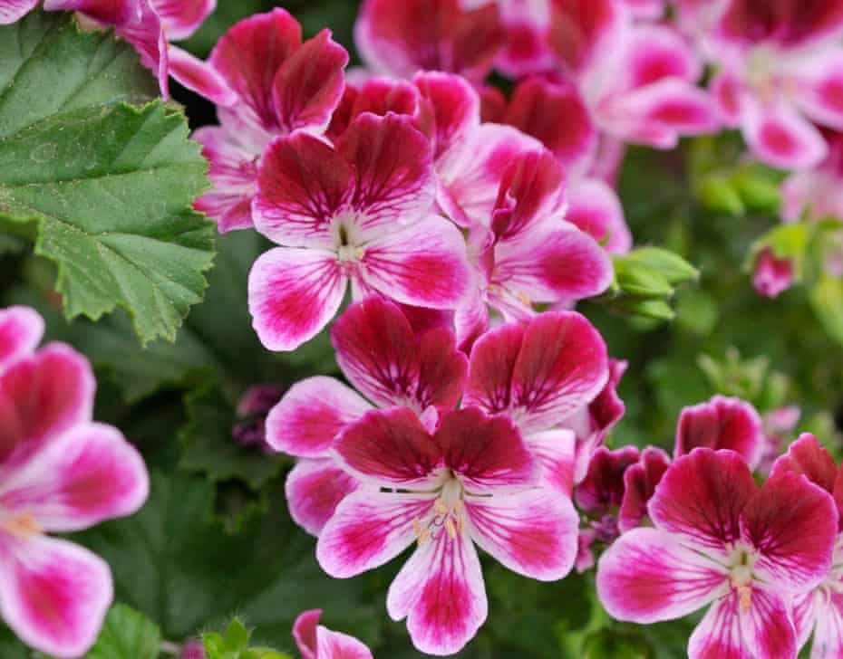 About Pelargonium | Wiki | Wiccan Amino