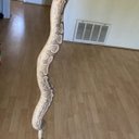 fire ball python fire ball python