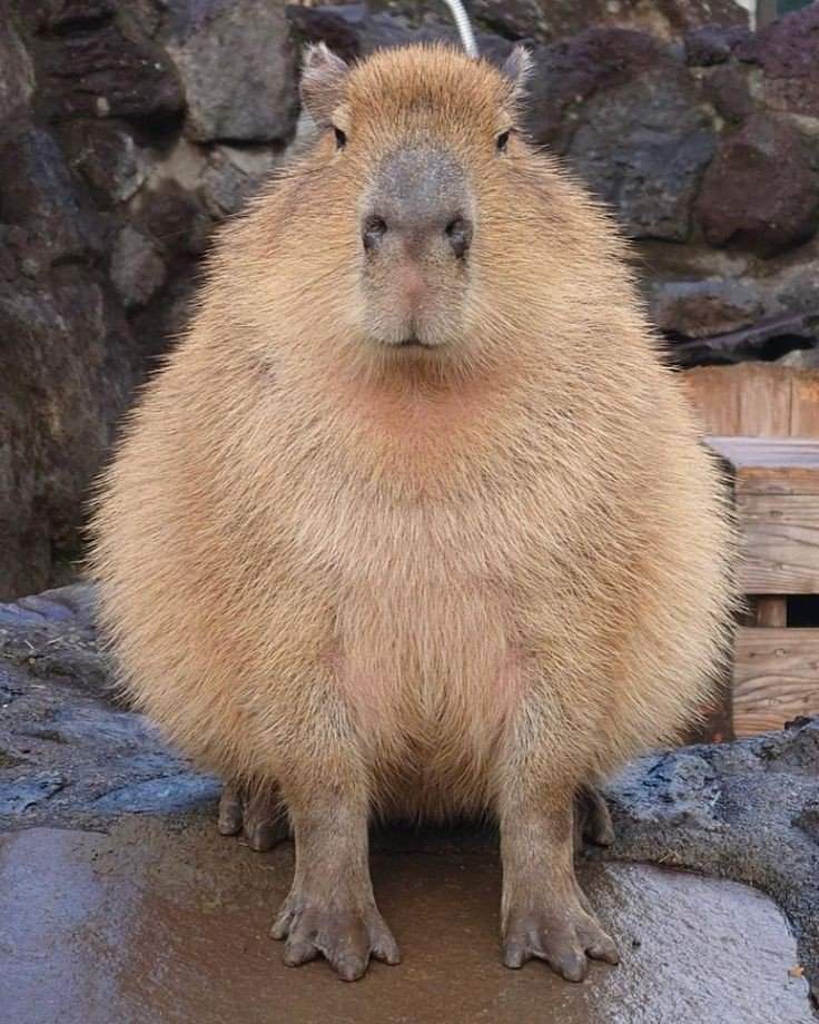 Capybara <3 | • Higurashi no naku koro ni • Amino