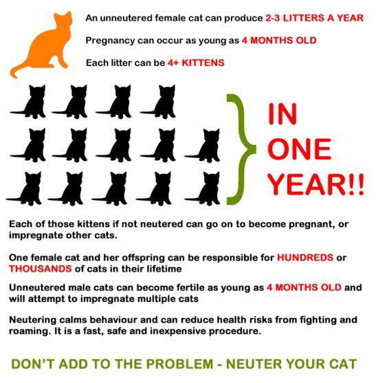 Why Spaying/Neutering Is Important | 🐾Tierliebhaber🐾 Amino