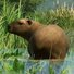 amino-Planet Zoo FanBoy-6122d57c