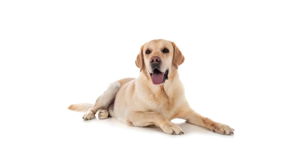 Why you shouldn’t shave double coated dogs Pets Amino