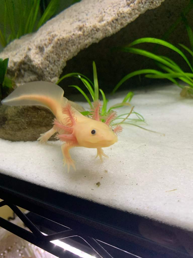 Introduction | Axolotl Amino Amino