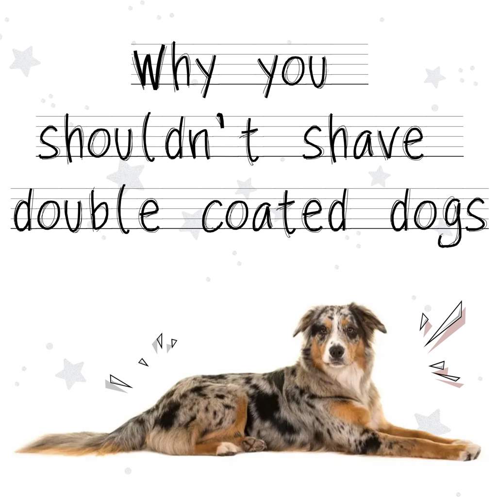Why you shouldn’t shave double coated dogs Pets Amino