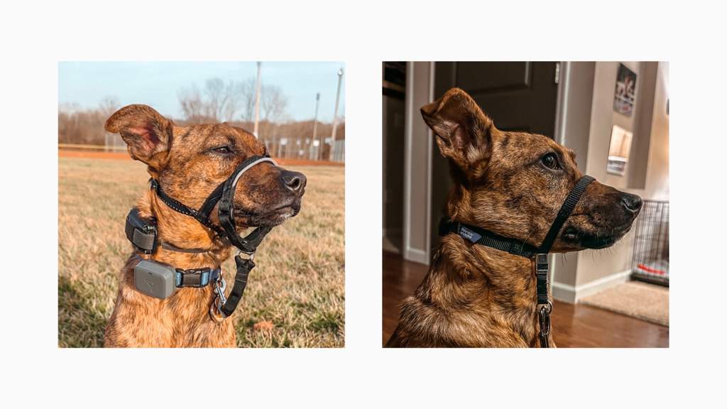 All About Head Collars Dogs Amino