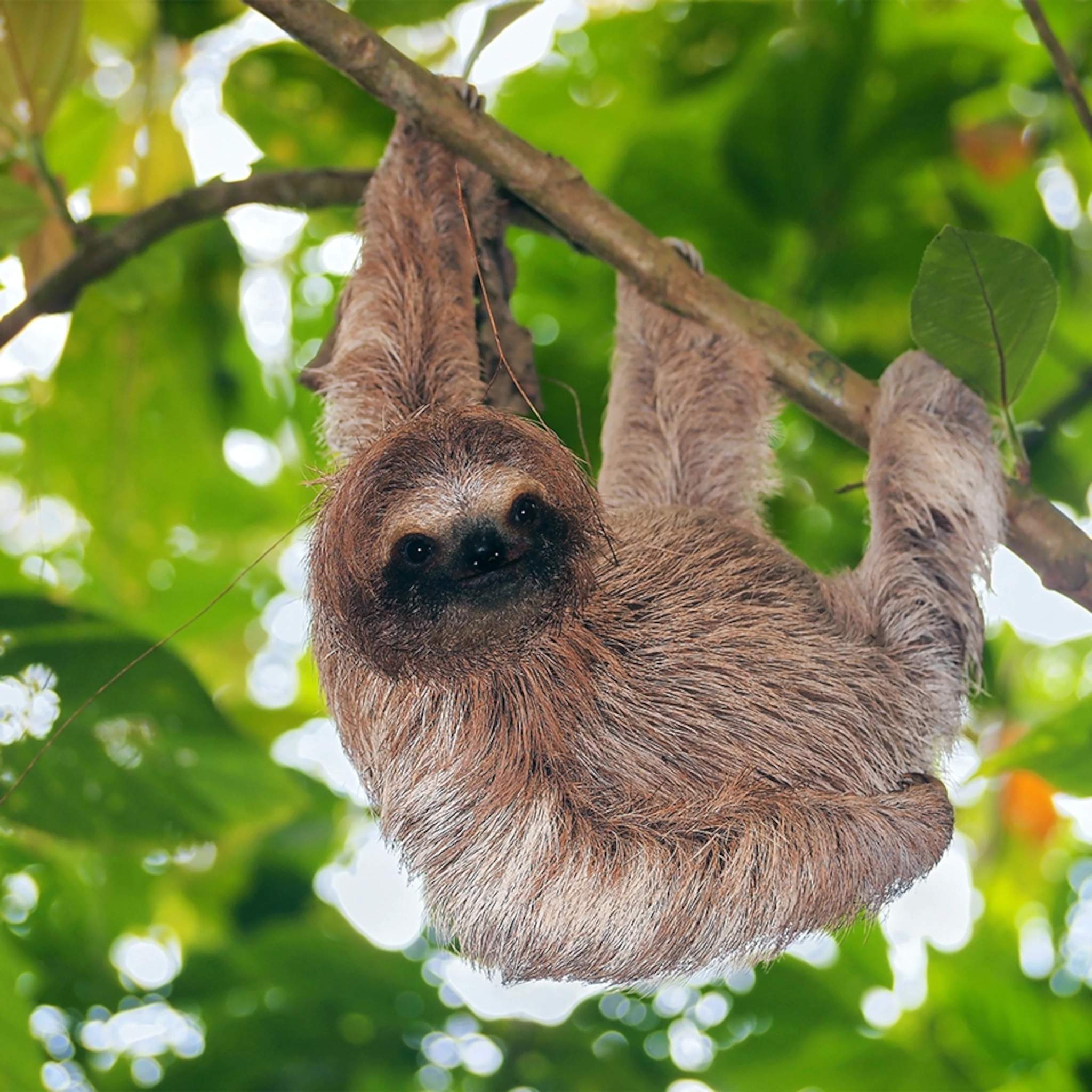 Sloths | Wiki | ADHD Amino