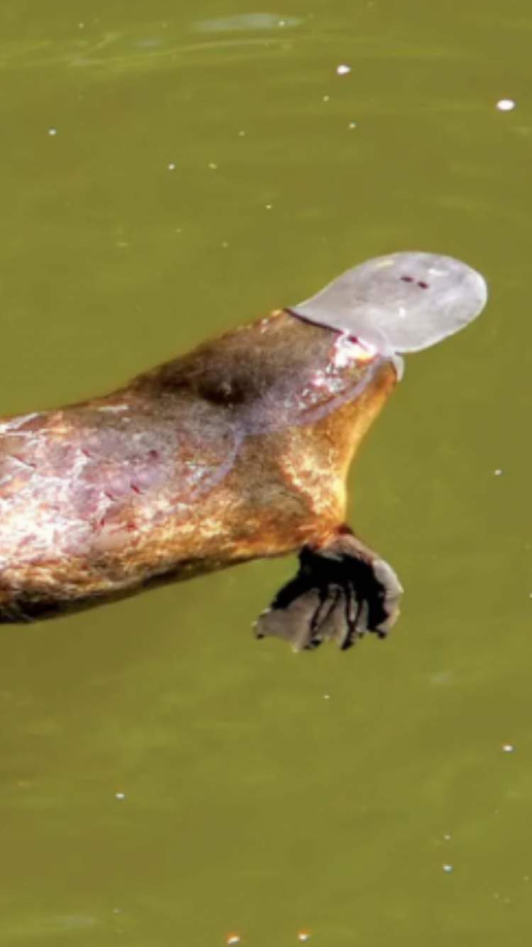 Platypus | Wiki | Animals🐈🐕🐾 Amino