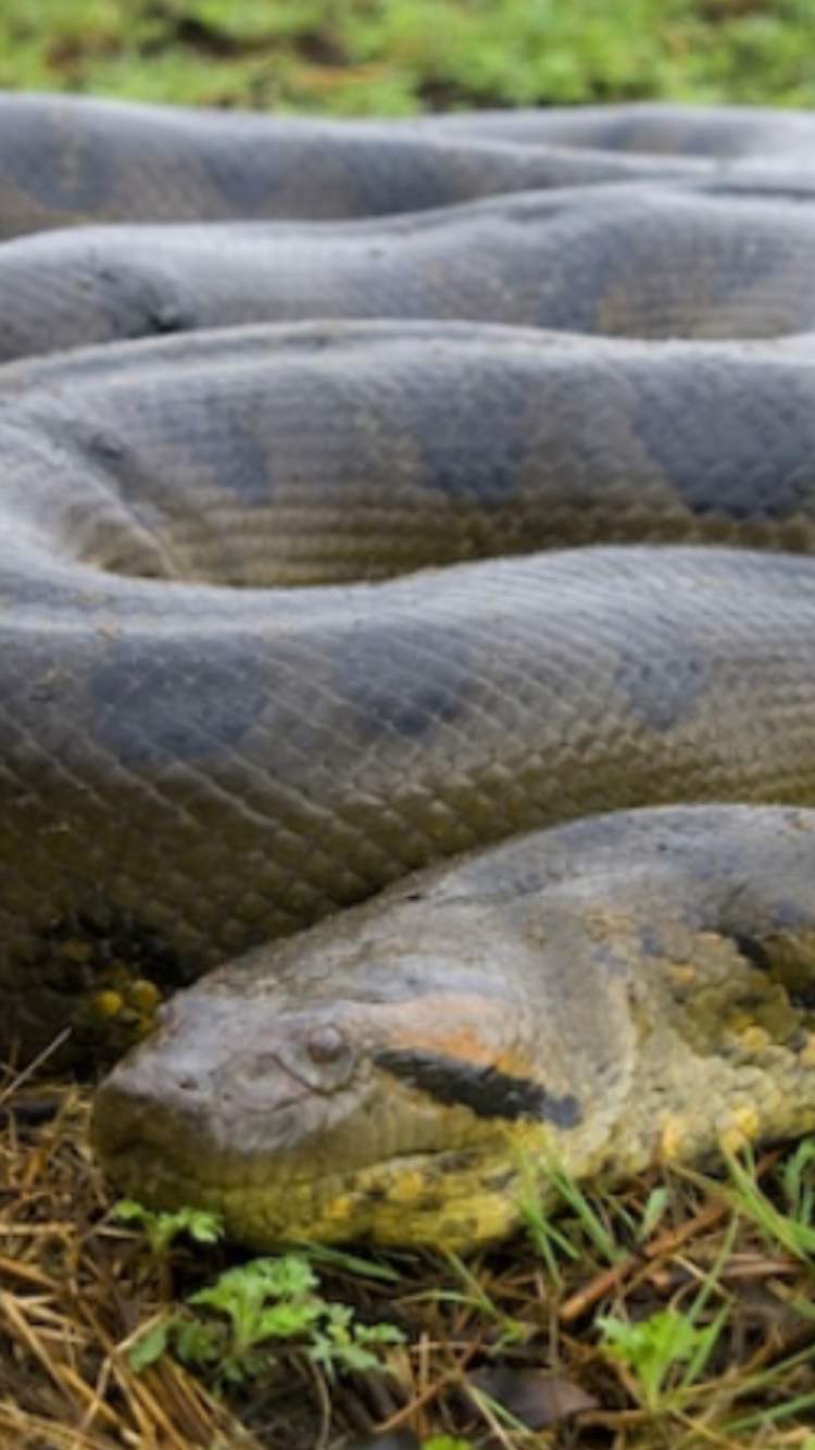 Anaconda | Wiki | Animals🐈🐕🐾 Amino