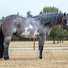 amino-Courageous Horse Ranch-eb8d1813