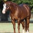 amino-Courageous Horse Ranch-573938f1