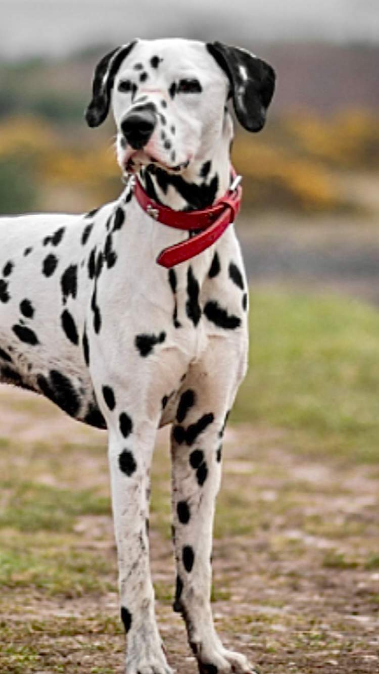 Dalmatian | Wiki | Animals🐈🐕🐾 Amino