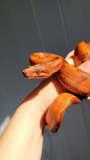 ball python | Reptiles Amino