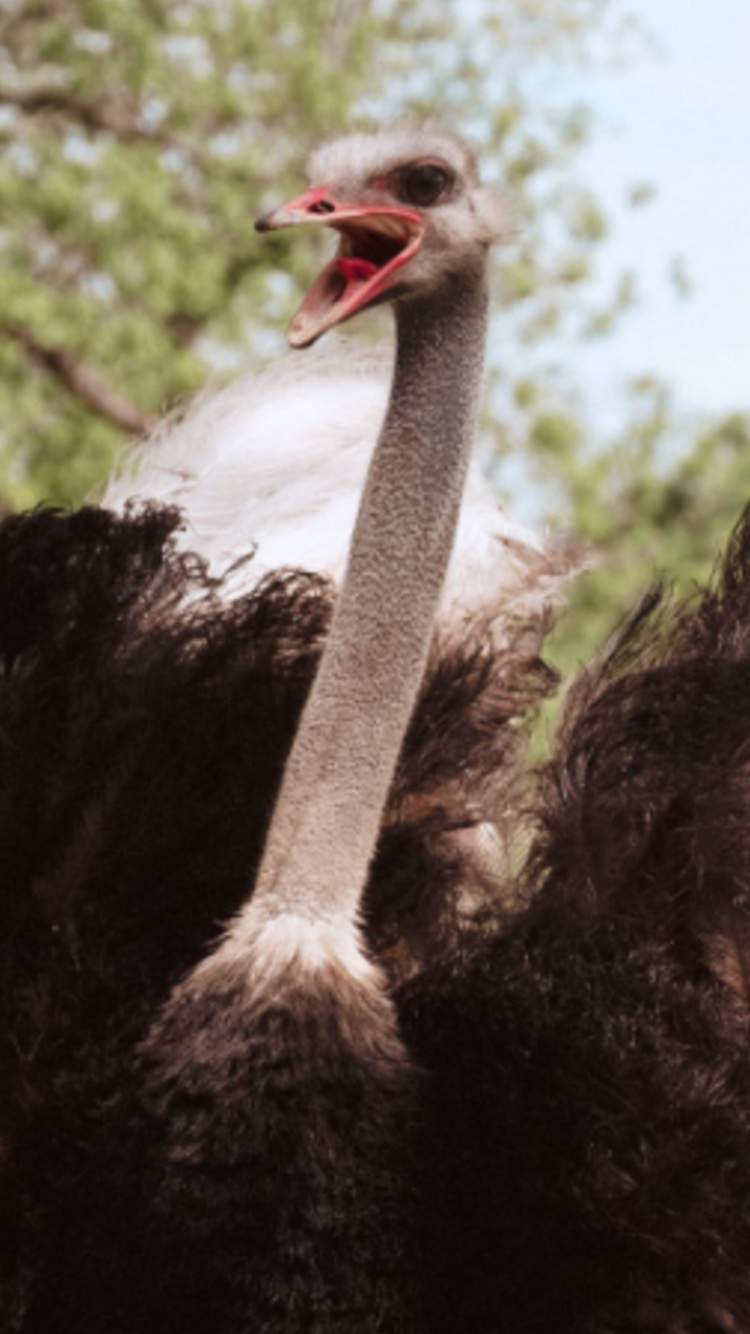 Ostrich | Wiki | Animals🐈🐕🐾 Amino